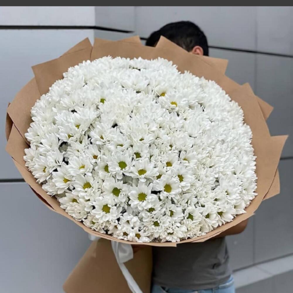 Хризантема ромашка